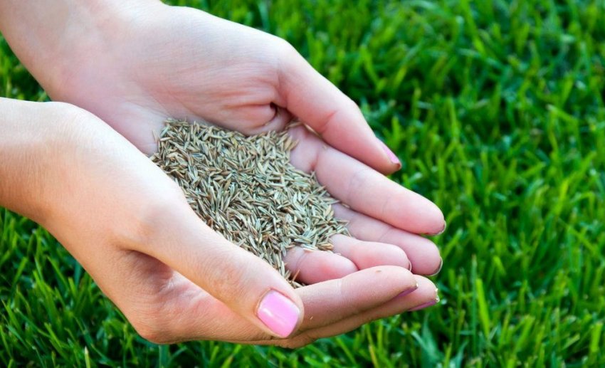 Посівний газон