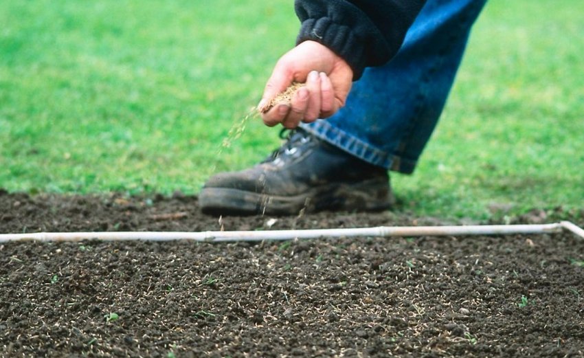 Посів газону