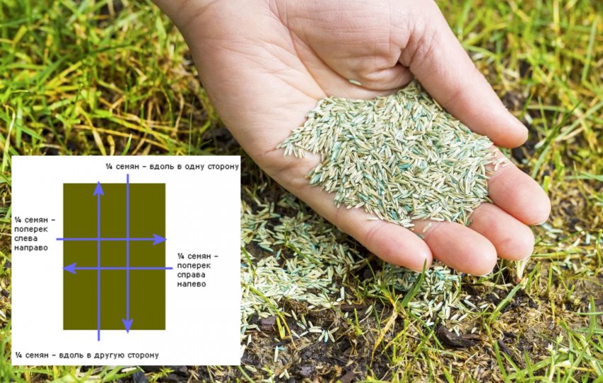 Посадка газону