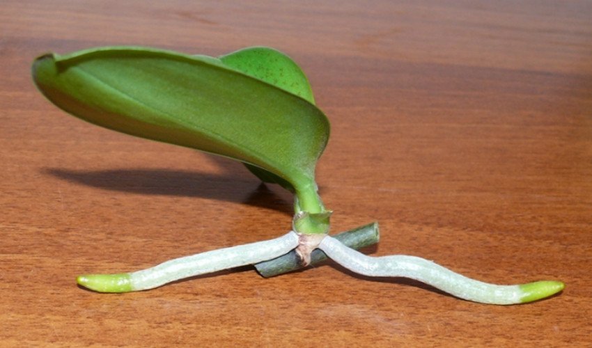 Дітки орхідеї