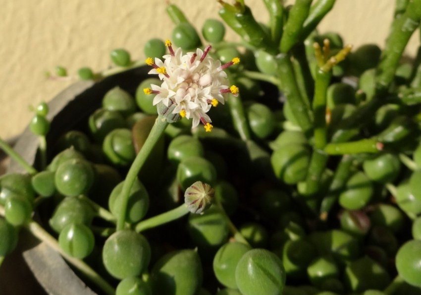 Хрестовик роулі Хрестовик роулі