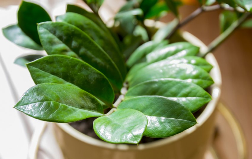 Заміокулькас Заміокулькас