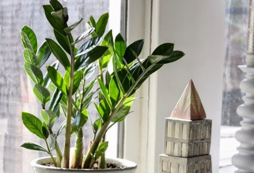 Заміокулькас Заміокулькас