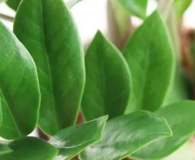 Чому заміокулькас називають «квіткою безшлюбності»?