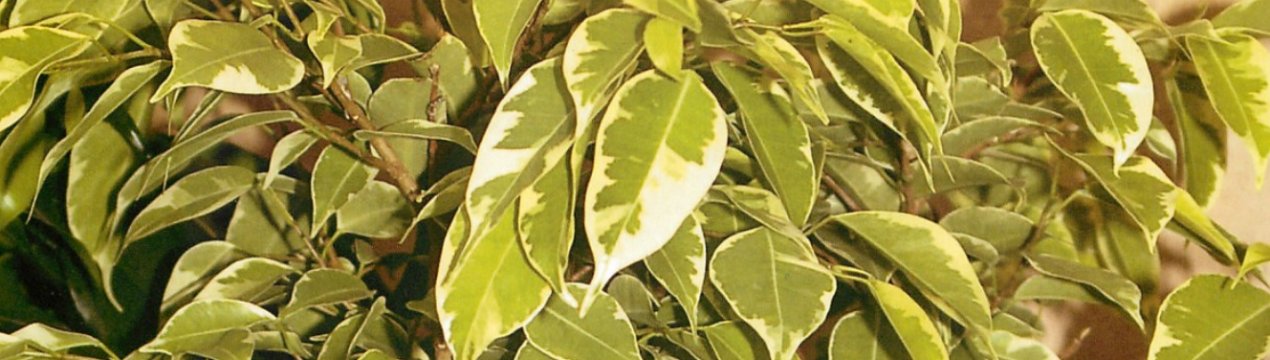 какую почву любит фикус комнатный. . какую почву любит фикус комнатный фото. какую почву любит фикус комнатный-. картинка какую почву любит фикус комнатный. картинка . Одним из популярных растений, растущих на подоконниках, является фикус. Этот цветок невозможно не любить. Он достаточно неприхотлив в уходе и не требует создания специальных условий. Главные условия для нормального роста растения – это регулярный полив и периодическая подкормка минеральными удобрениями. Кроме того, чтобы цветок радовал зеленью круглый год, необходима сбалансированная по составу земля для фикуса.