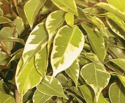 Яким повинен бути склад грунту для фікуса?