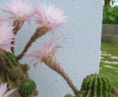 Кактус ехінопсіс: догляд в домашніх умовах