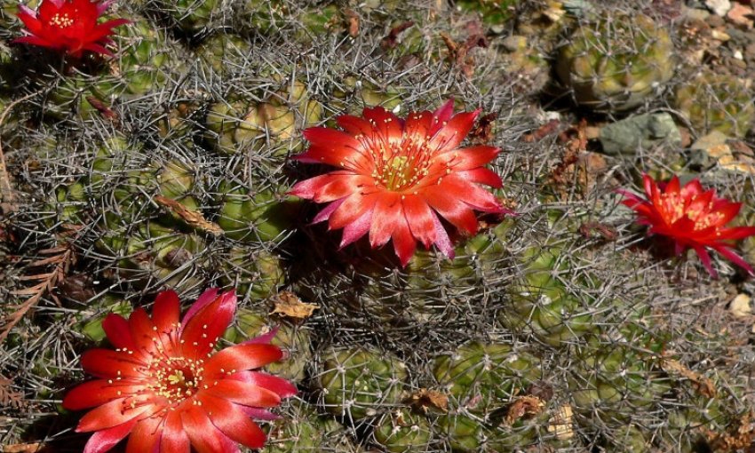 Мамилоза Мамилоза