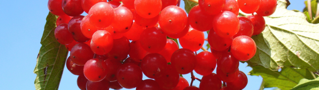 «Червона норма»: як зменшити артеріальний тиск за допомогою ягід