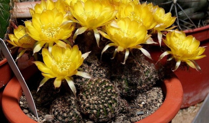 Крючконосый Крючконосый