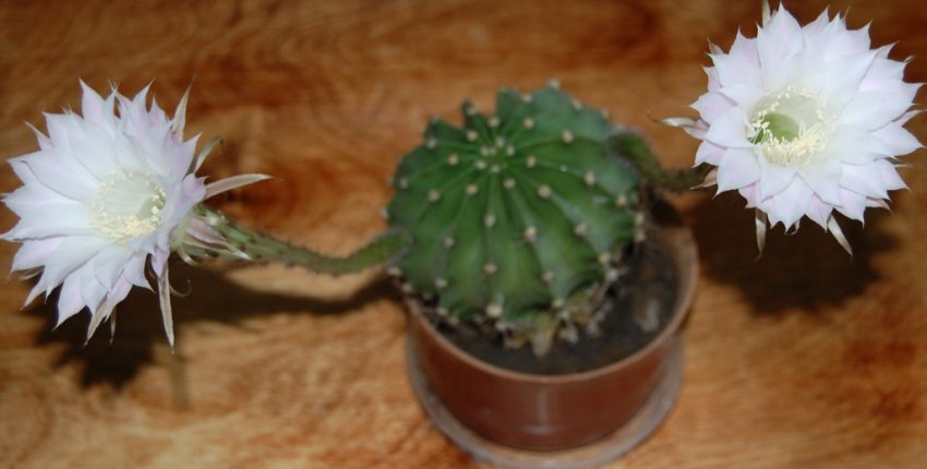 Білоквітковий Білоквітковий