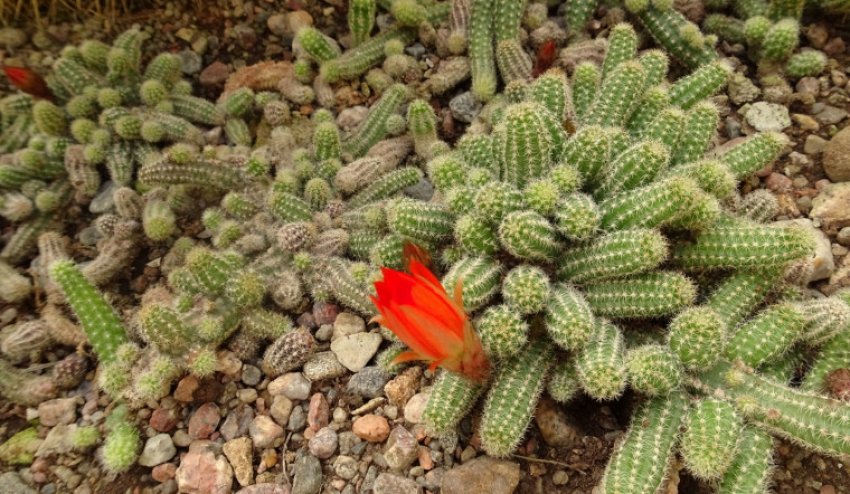 Хамерцеус Хамерцеус