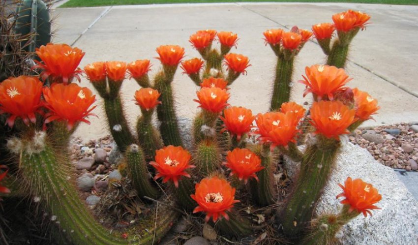 Хуаша Хуаша