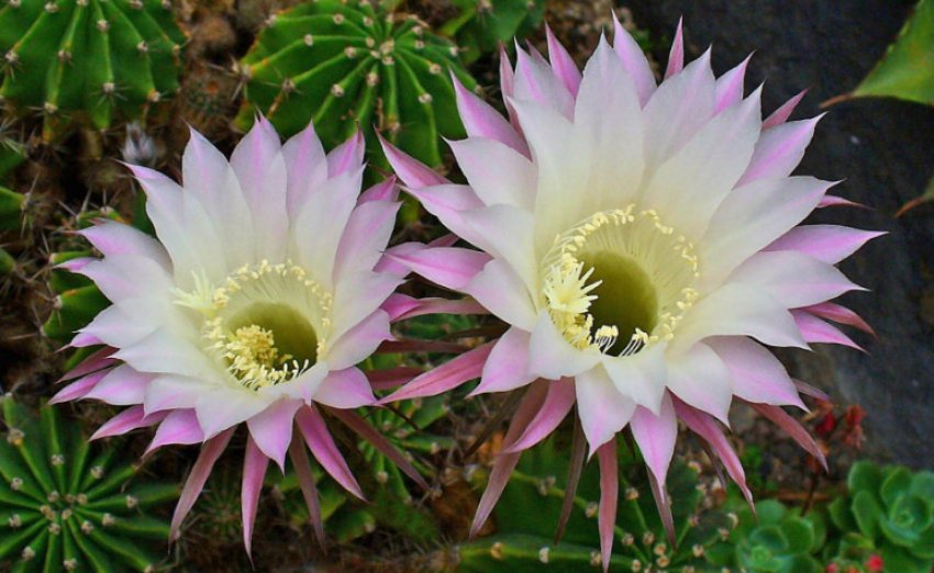 Ейріеза Ейріеза