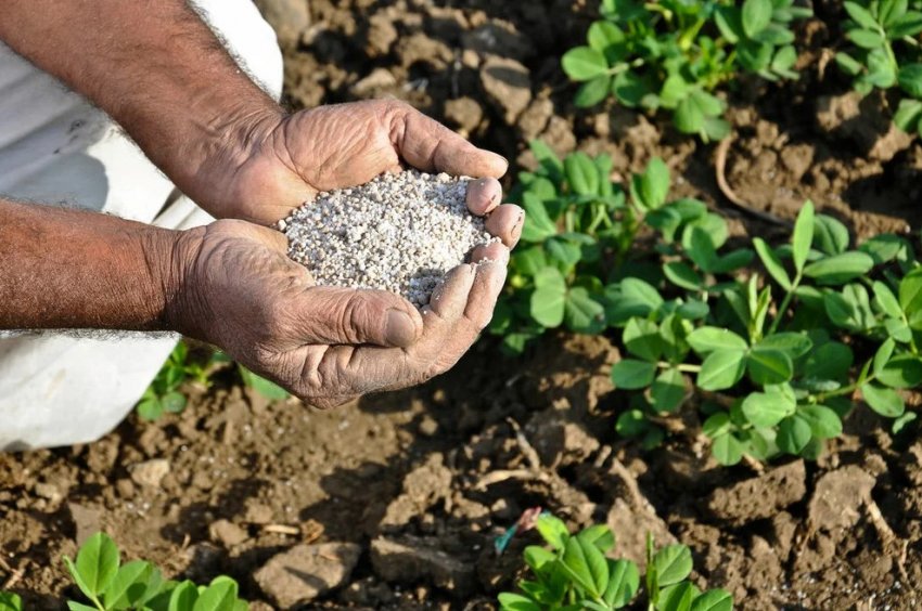 В Узбекистані створили унікальні бідобрива