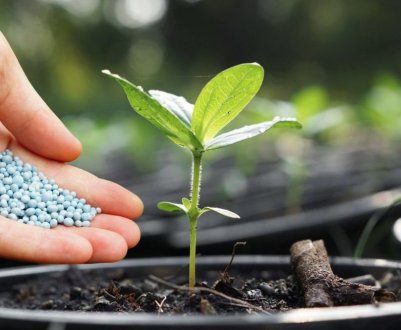 Узбекистан створив унікальні біоудобрення