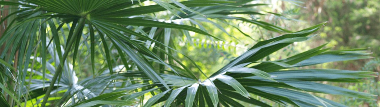 Ливистона: опис і догляд в домашніх умовах