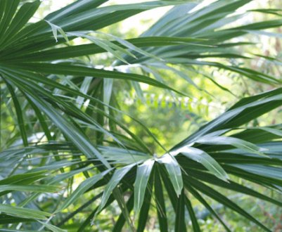 Ливистона: опис і догляд в домашніх умовах