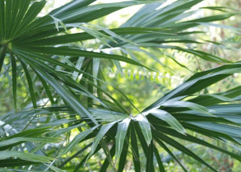 Ливистона: опис і догляд в домашніх умовах