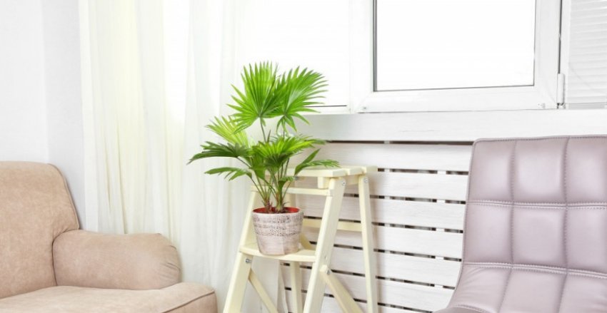 Лівістона Лівістона