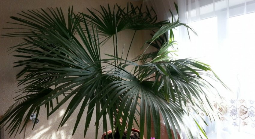 Лівістона китайська Лівістона китайська