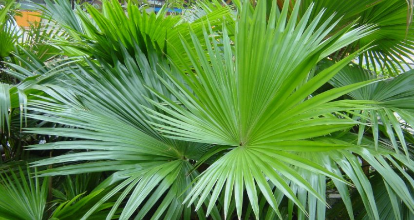 Лівістона круглолиста Лівістона круглолиста