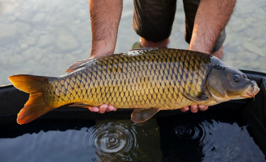 Ловля сазана