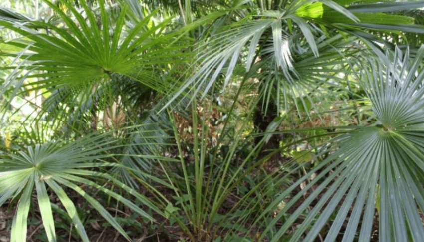 Лівістона південна Лівістона південна