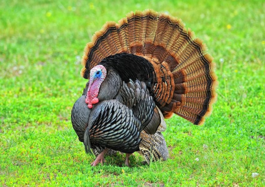 В большом пожаре на польской ферме погибли 6 тысяч индеек В большом пожаре на польской ферме погибли 6 тысяч индеек