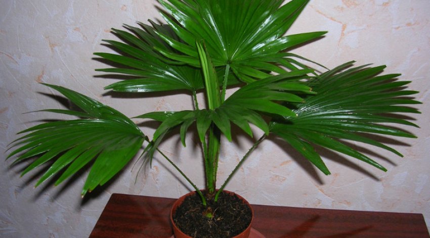 Лівістона нефрит Лівістона нефрит