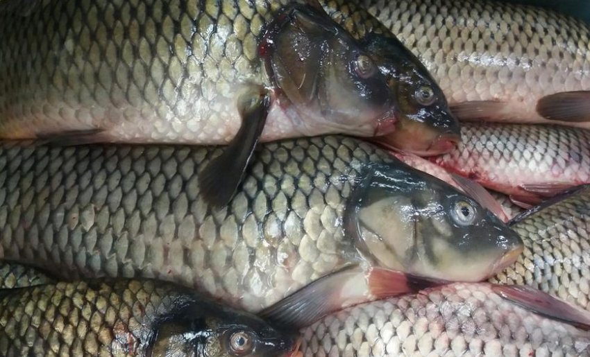 Свіжий сазан Свіжий сазан