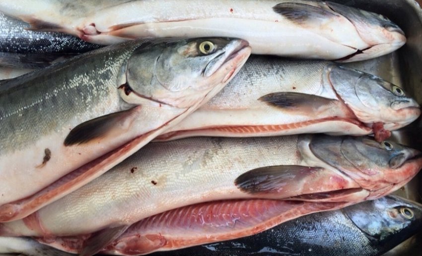 Свіжа горбуша Свіжа горбуша