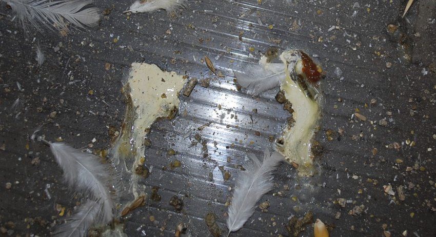 Понос з приміссю крові