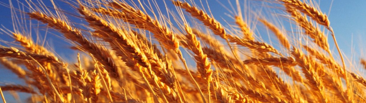 Світ очікує рекордний урожай зерна