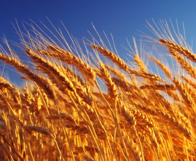 Світ очікує рекордний урожай зерна