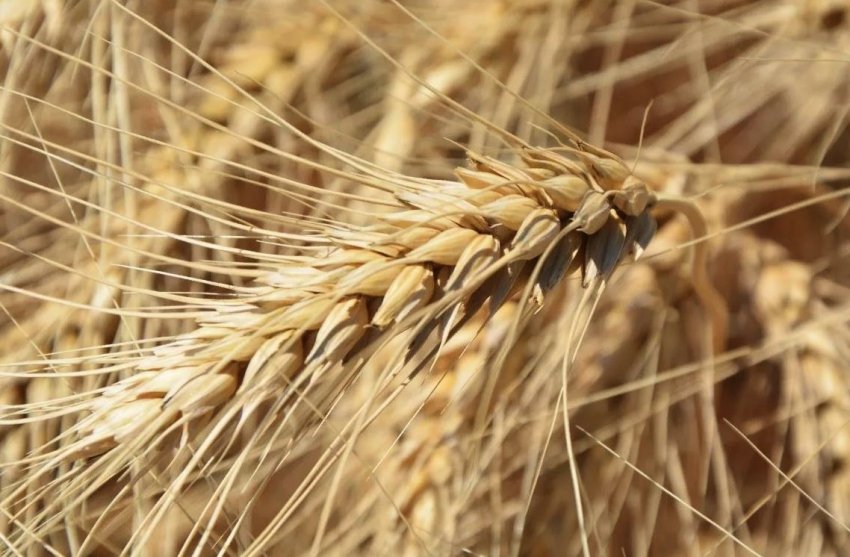 Світ очікує рекордний врожай зернових Світ очікує рекордний врожай зернових