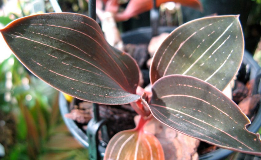 Лудизия Otletae Лудизия Otletae