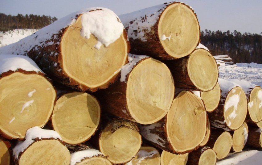 Деревина листяниці Деревина листяниці