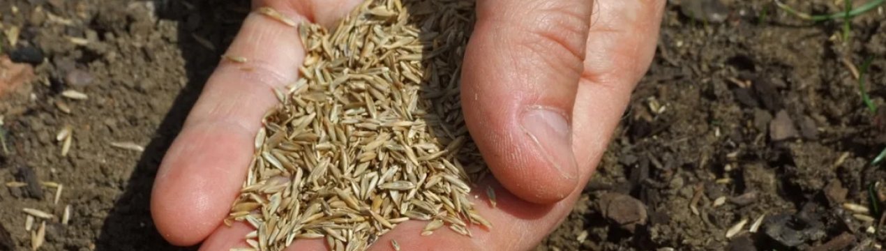 Чи можна висівати газонну траву взимку і як це зробити правильно