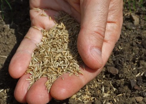 Чи можна висівати газонну траву взимку і як це зробити правильно