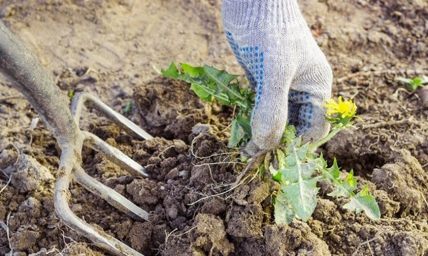 Очищення ділянки від бур'янів