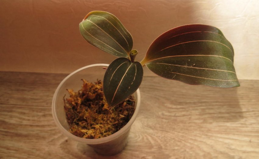 Держак Держак