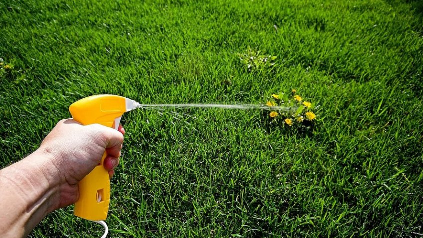 Оприскування газону гербіцидами