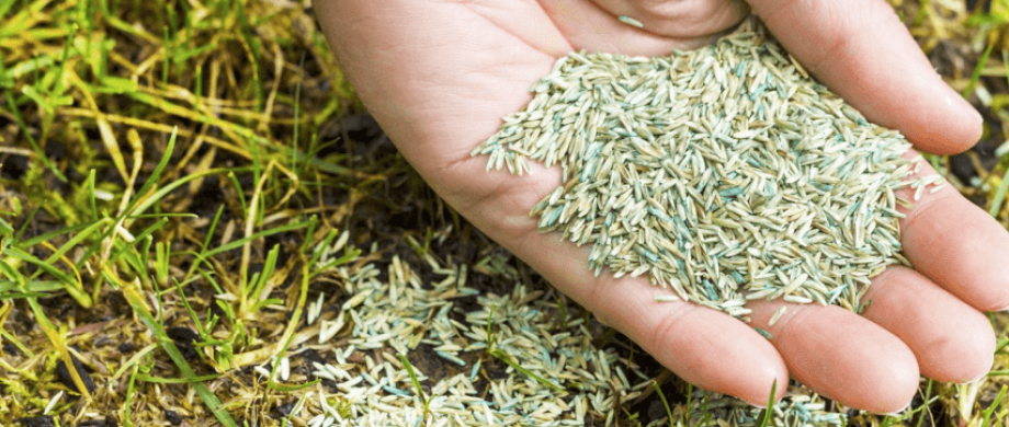 Семена газонной травы: какие лучше и как выбрать для быстрого эффекта .