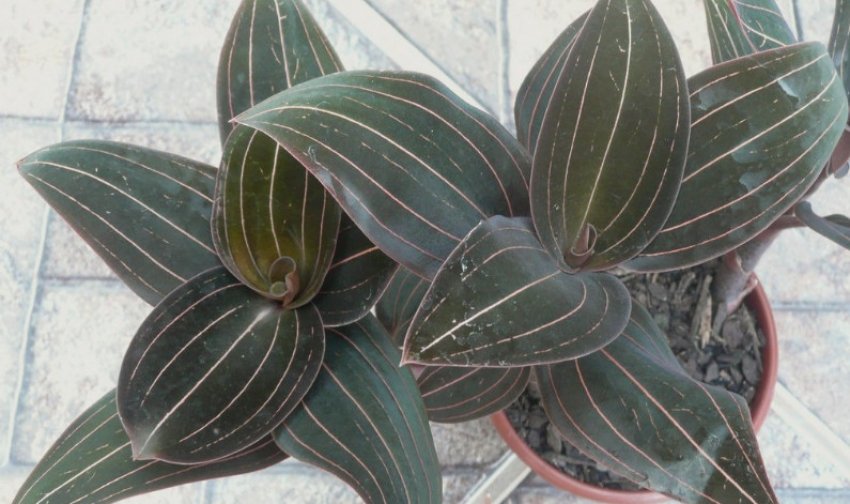 Лудизия Доусона Лудизия Доусона