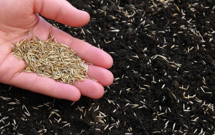 Посадка газону Посадка газону