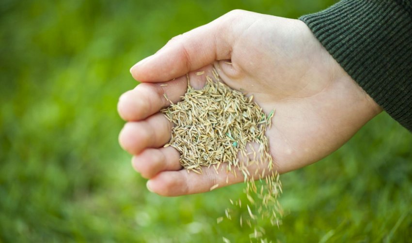 Трав'яний мікс Трав'яний мікс