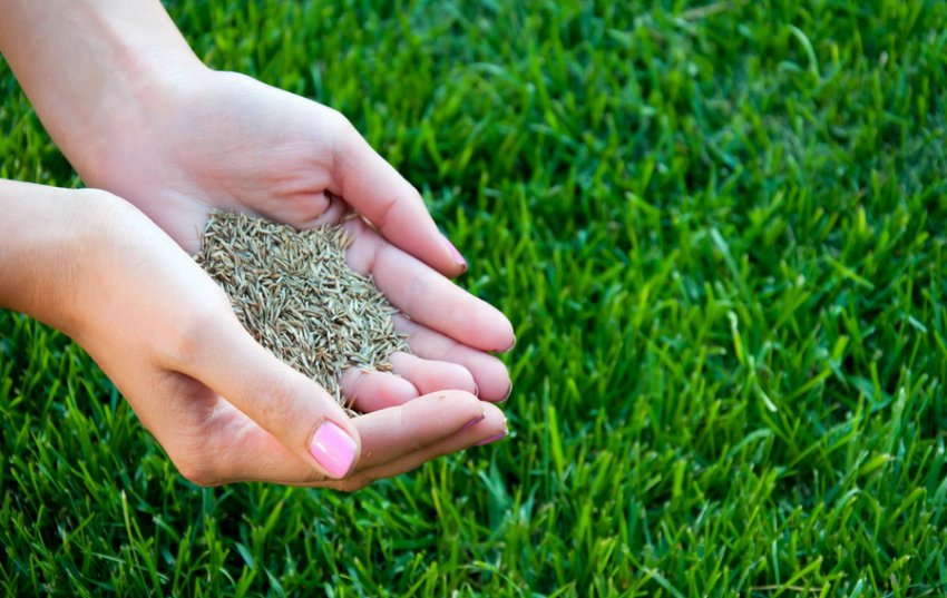 Сім'я газонної трави Сім'я газонної трави