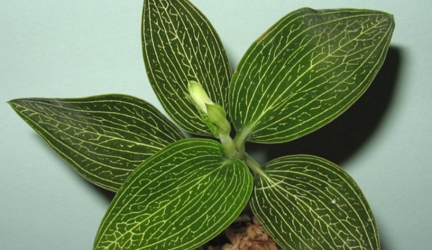 Лудизия Альба Лудизия Альба