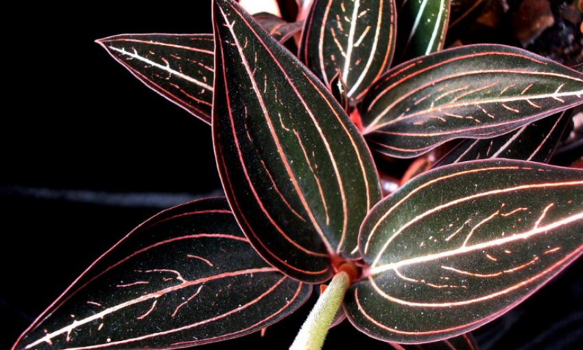 Лудизия Вельвет Лудизия Вельвет